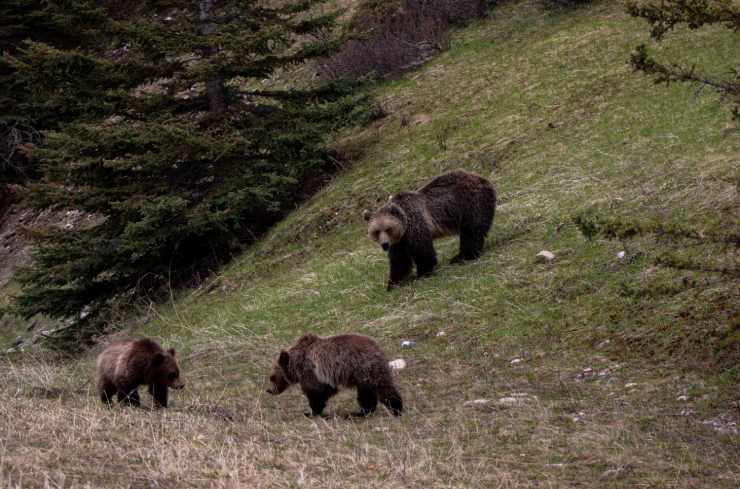 Famiglia di orsi