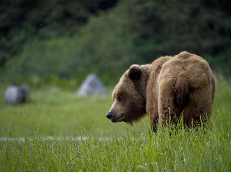 Un orso bruno in una radura
