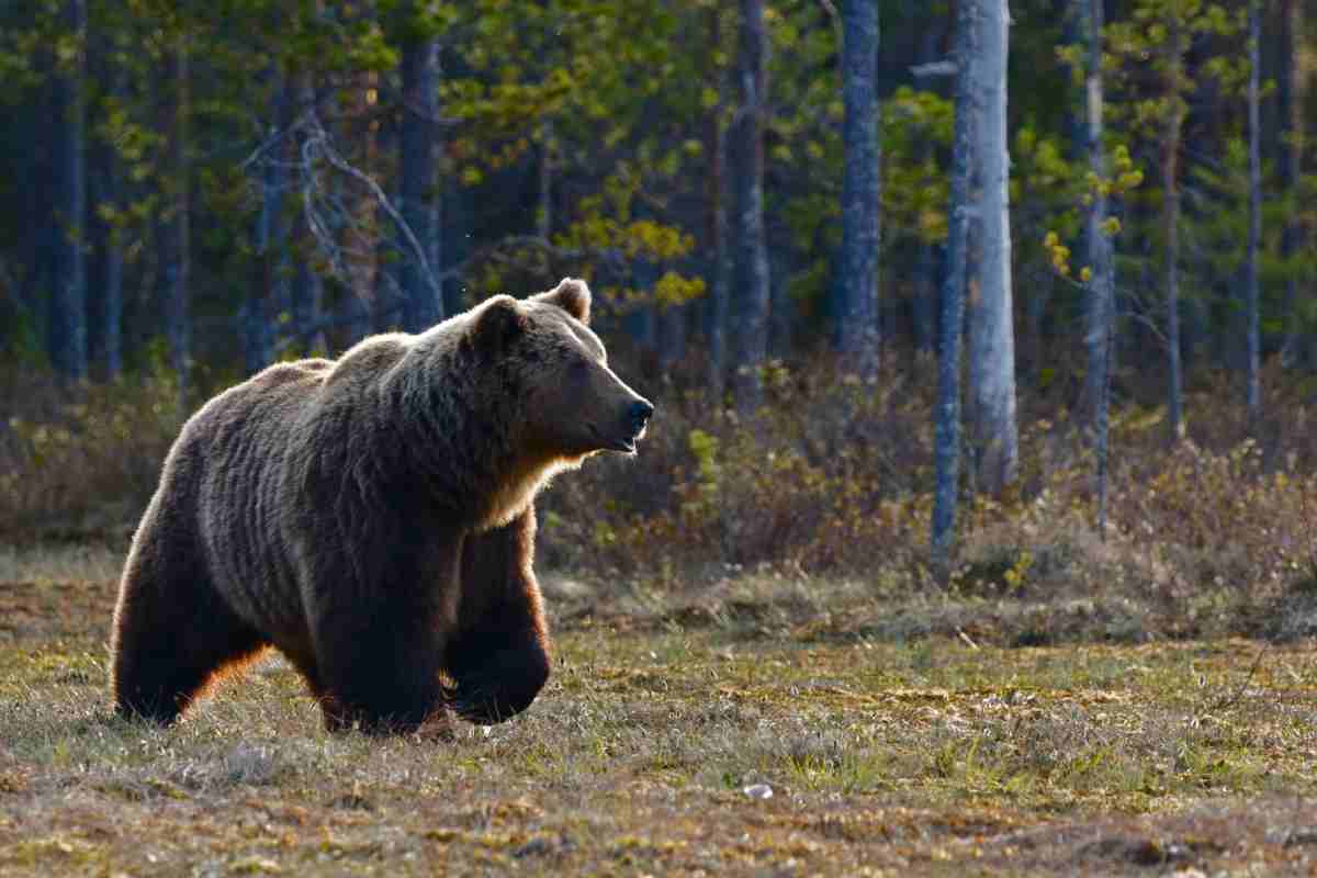 Un orso bruno in una radura