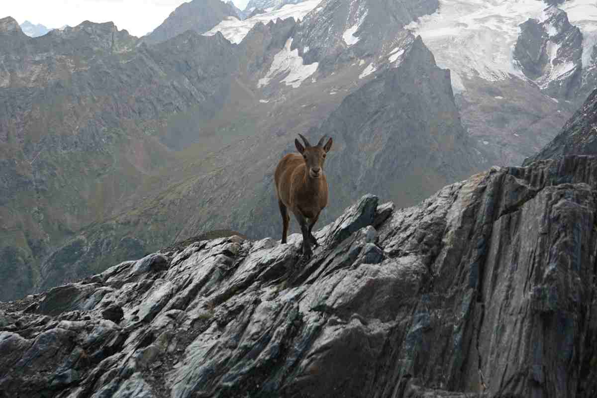 vedere gli stambecchi si può in questa zona