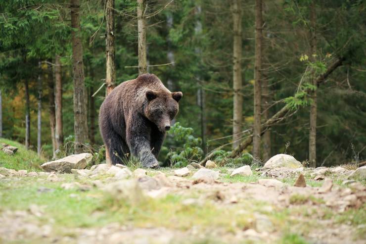 Cosa fare se si incontra un orso, le regole del trekking