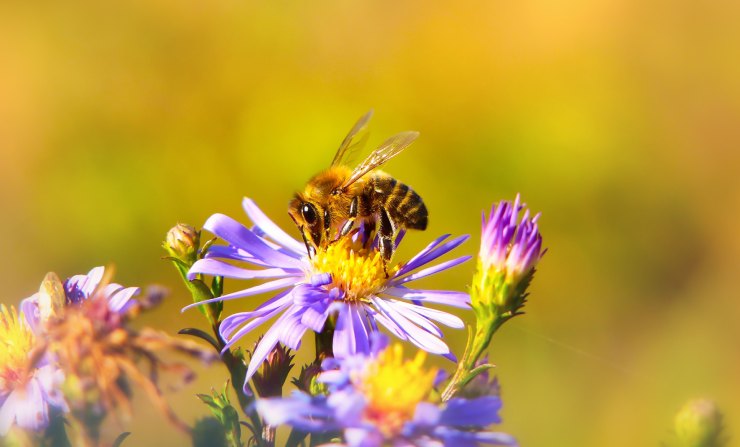 Ape su fiore