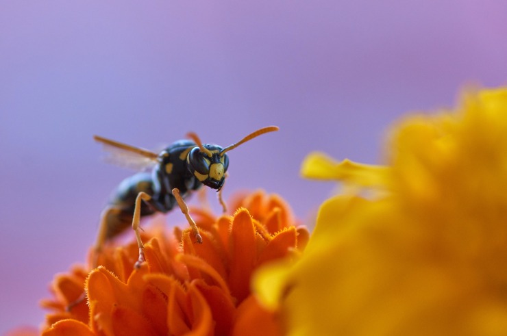 Vespa su fiore