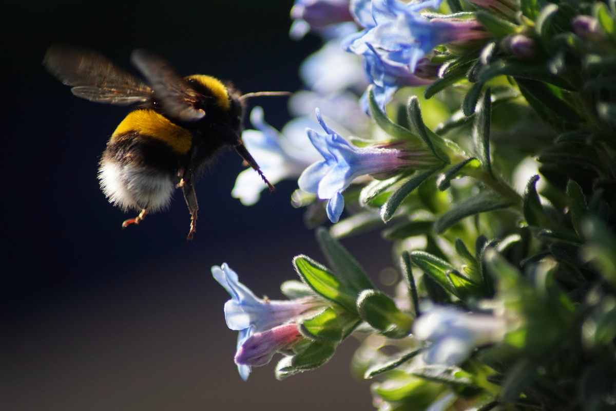 Bombo tra i fiori