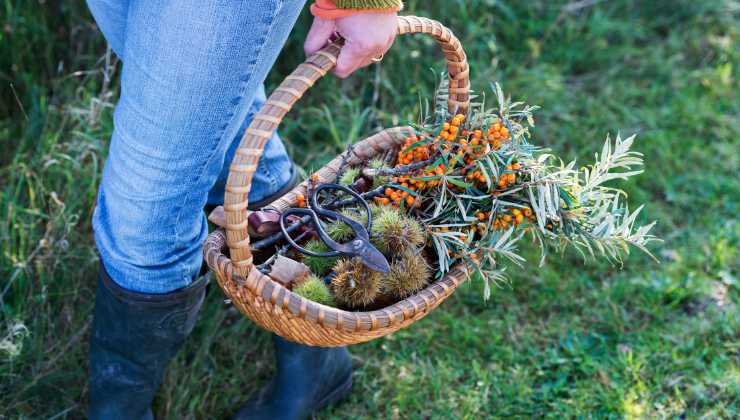 La moda del foraging non è per tutti