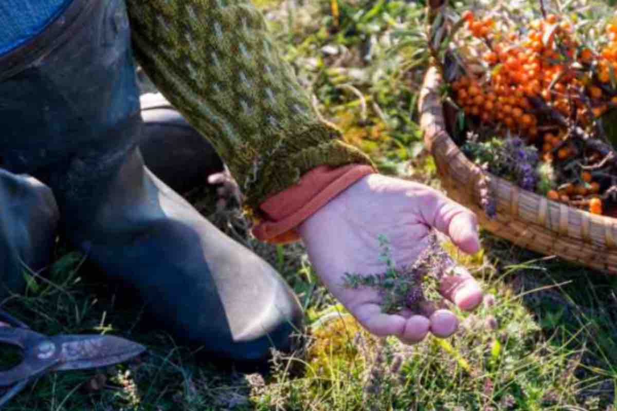 Cos'è il foraging e perché non a tutti piace