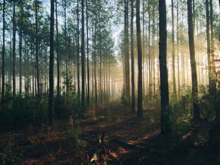 Foresta di alberi