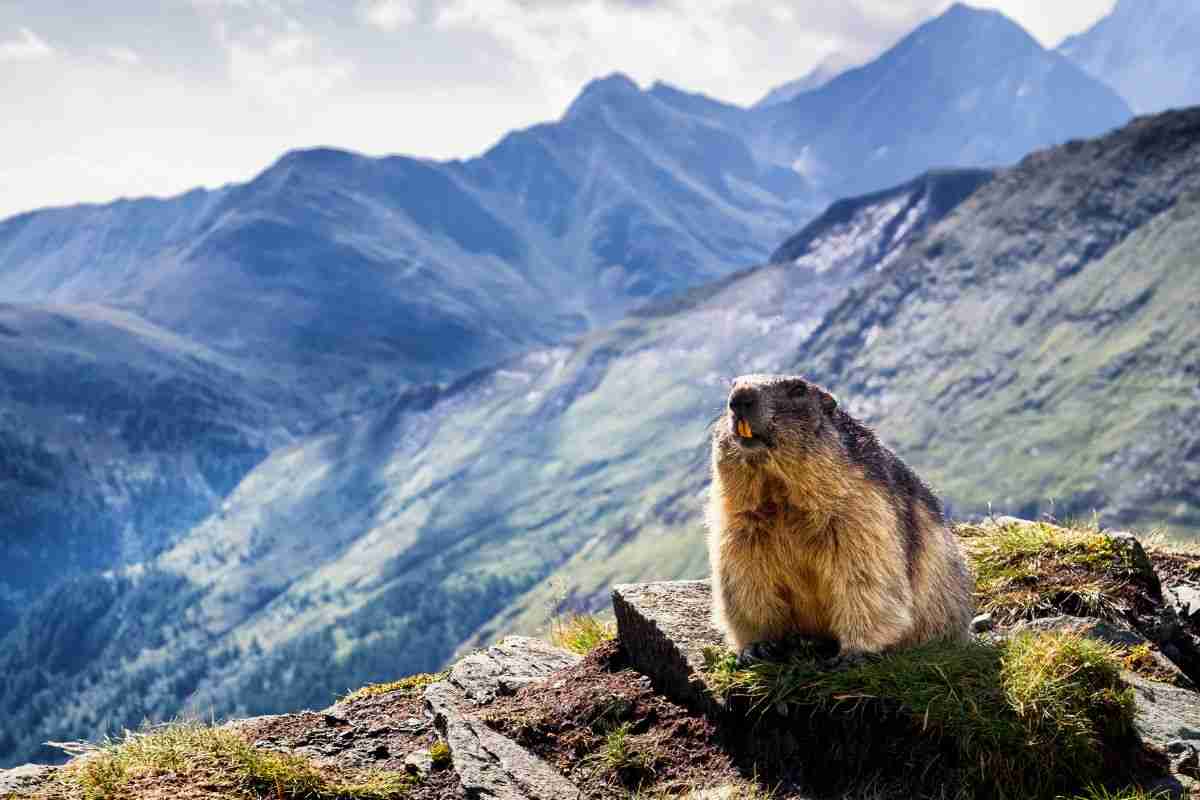 Marmotte sentinelle