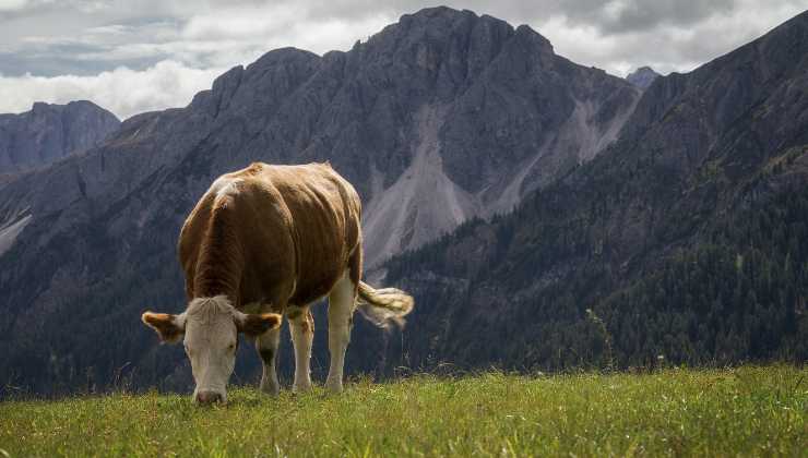Aggressione mucche in Alto Adige, come è andata davvero