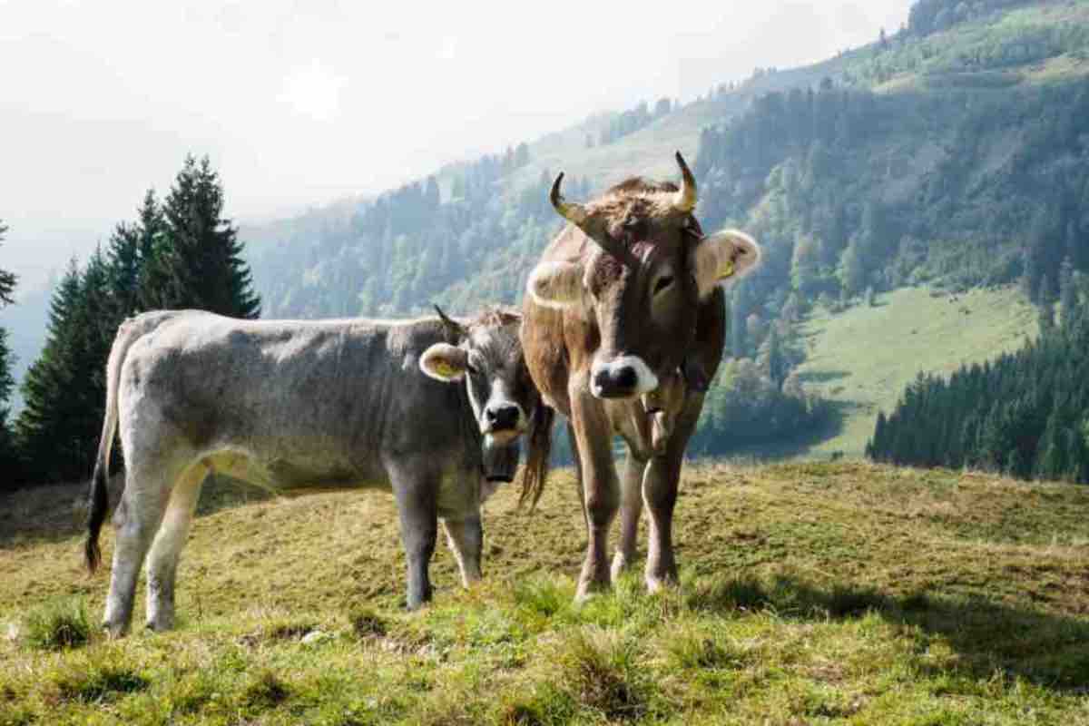 Escursionisti aggrediti da mucche in Alto Adige