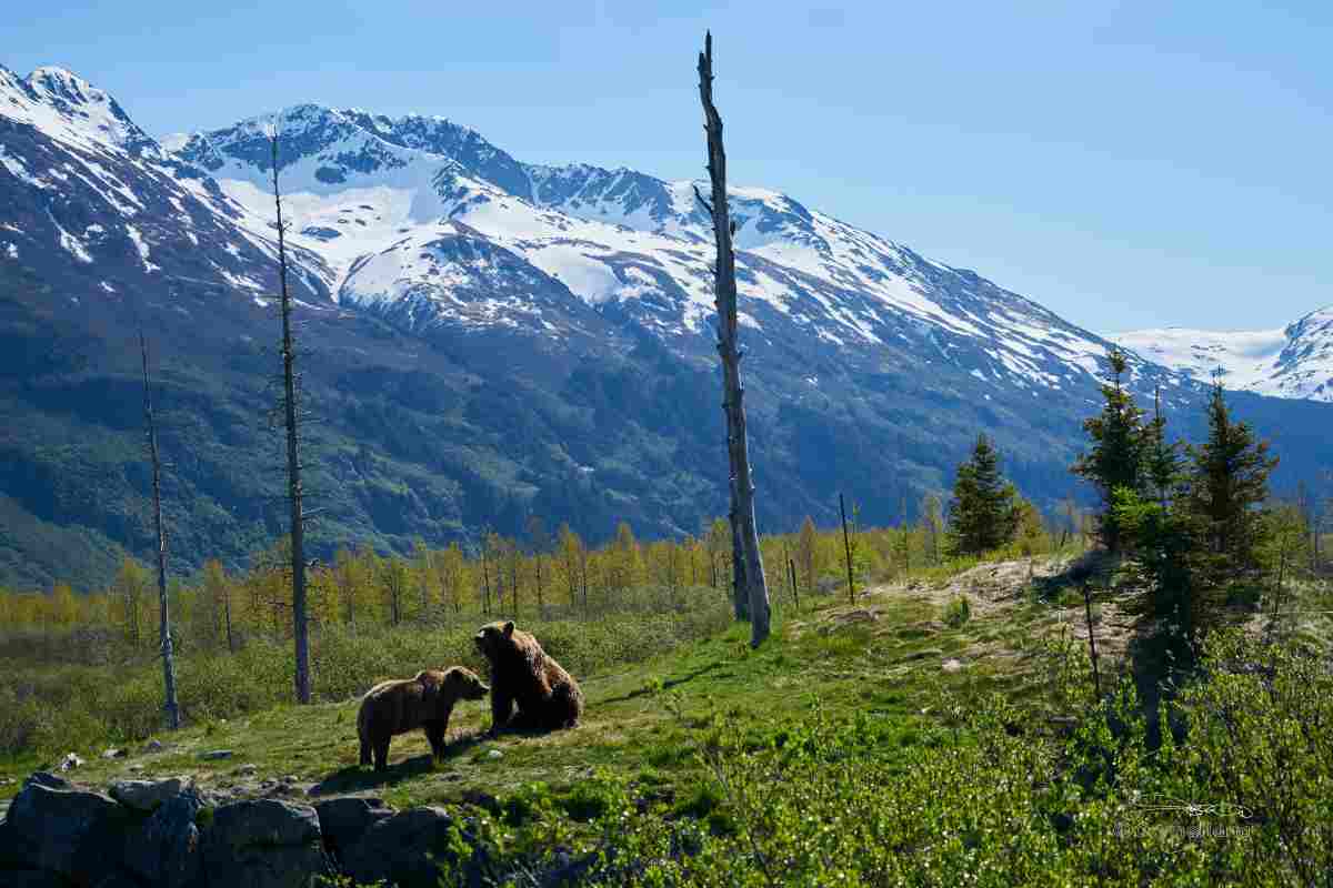 Cosa fare se si incontra un orso