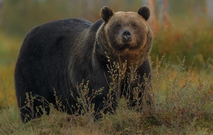 Paura dell'orso in Trentino e piovono disdette