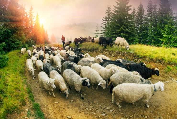 I segreti dei pastori