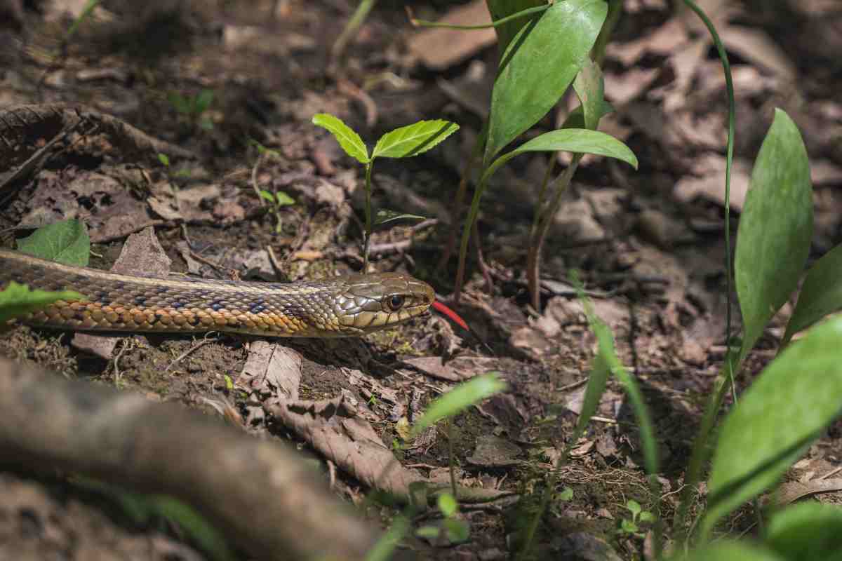 Morso di vipera in montagna