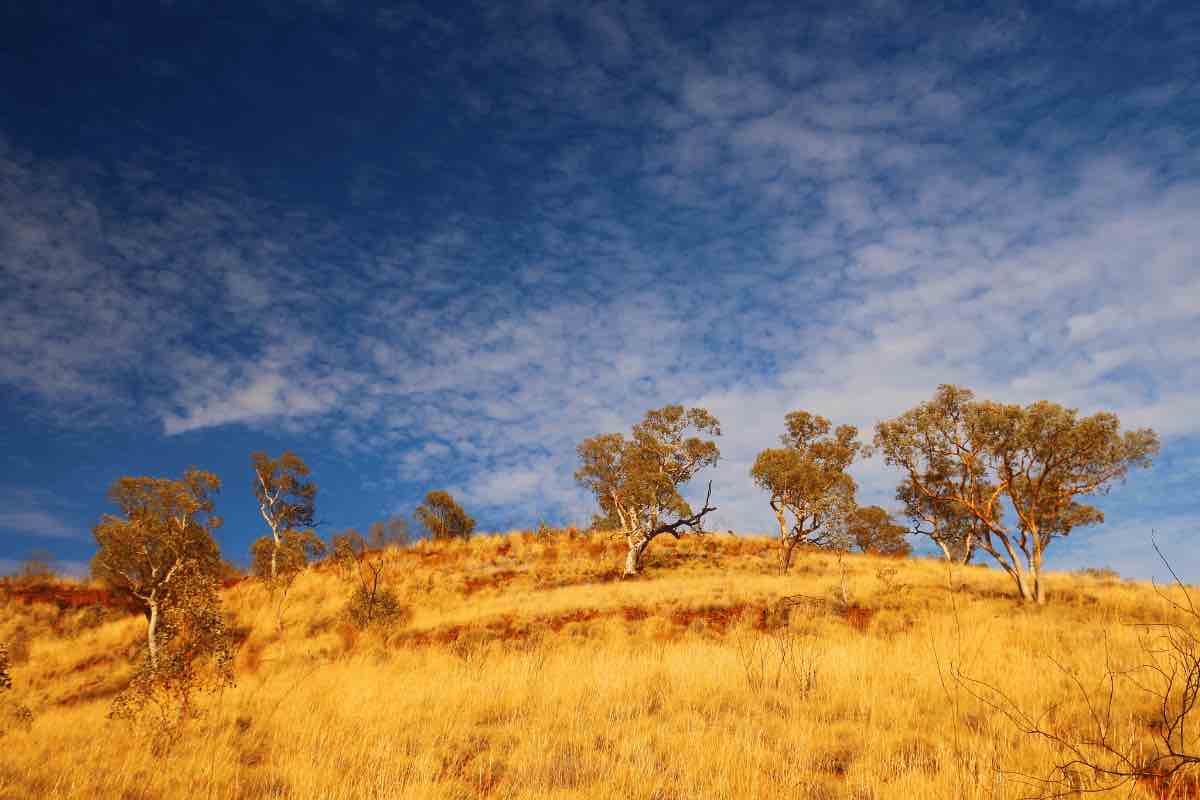 Paesaggio australiano con predominanza di giallo e blu