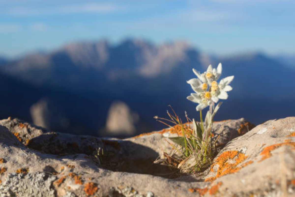 Fiore Edelweiss in montagna