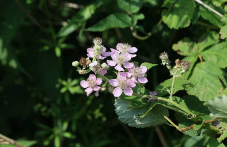 Fiori di Blackbarry in montagna