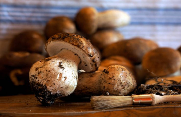 Funghi raccolti