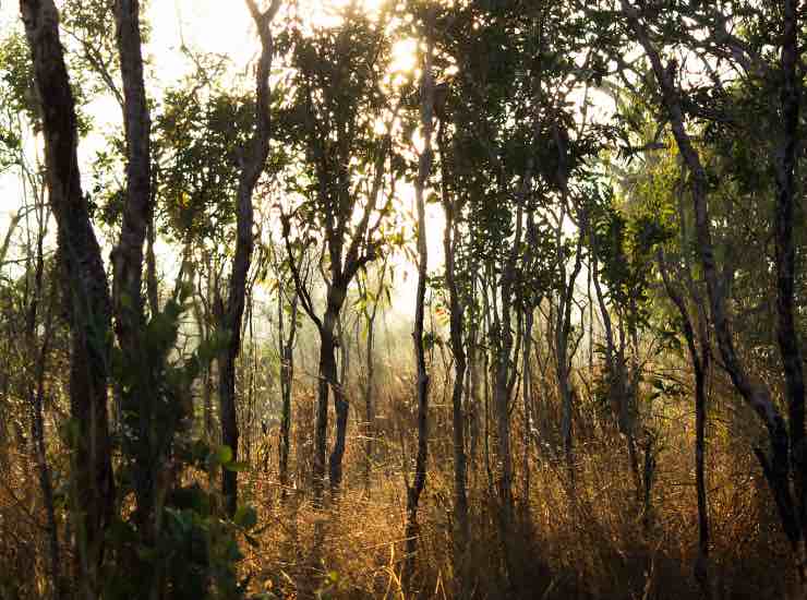 Alberi in un bosco sulle montagne australiane