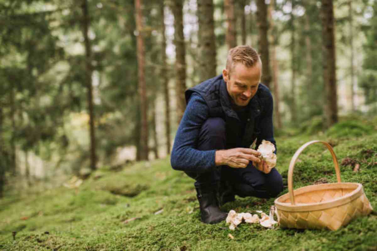 Uomo che raccoglie i funghi nei boschi in montagna