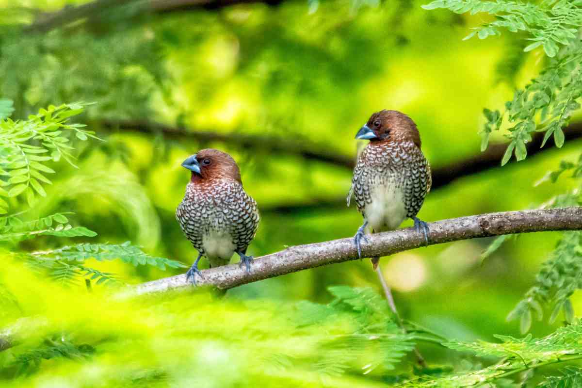 Uccelli su un ramo