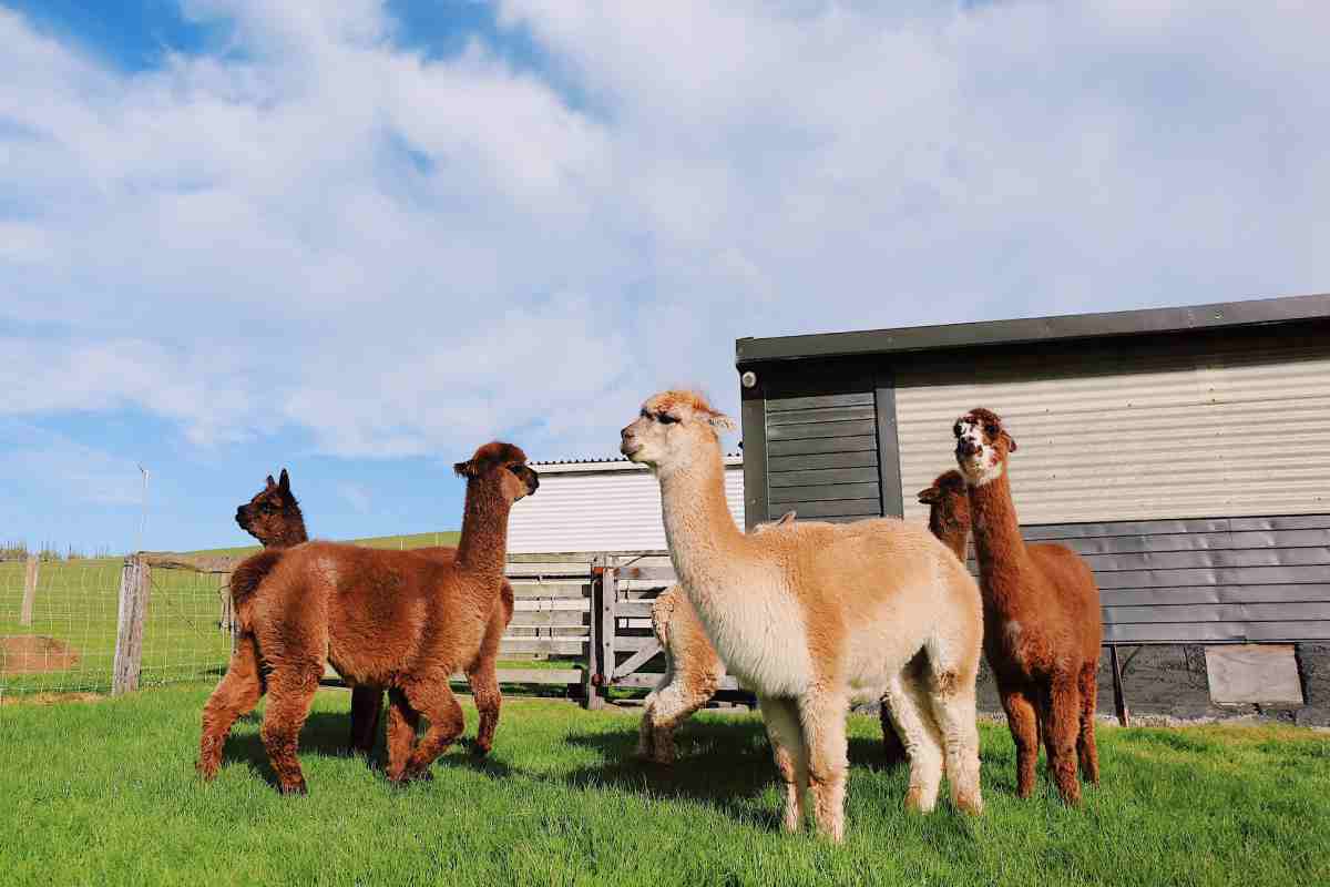 Alpaca in una fattoria