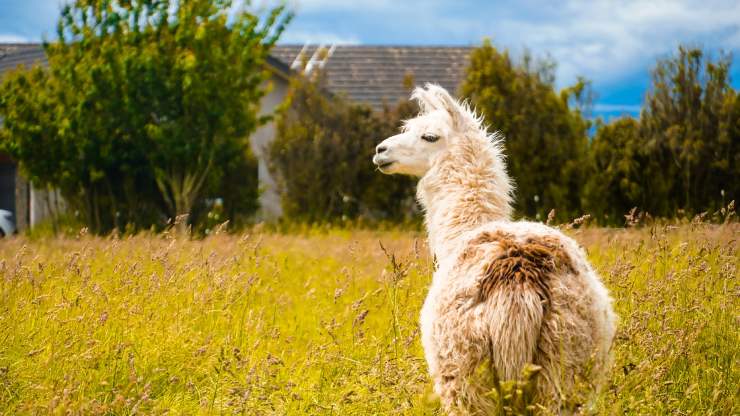 Lama in un prato