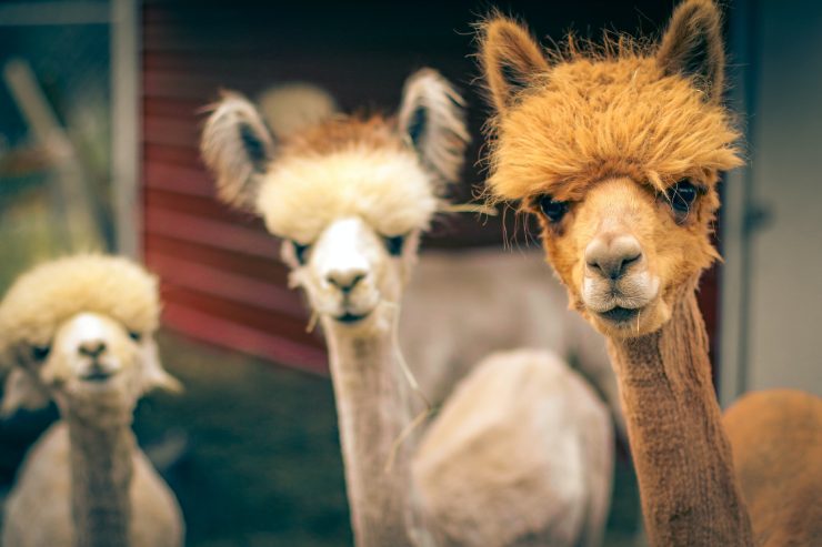 Alpaca e lama