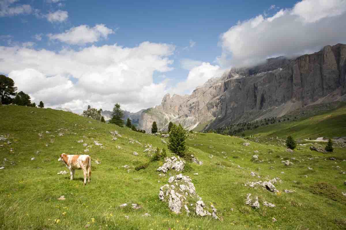 Malga di montagna con mucche che pascolano