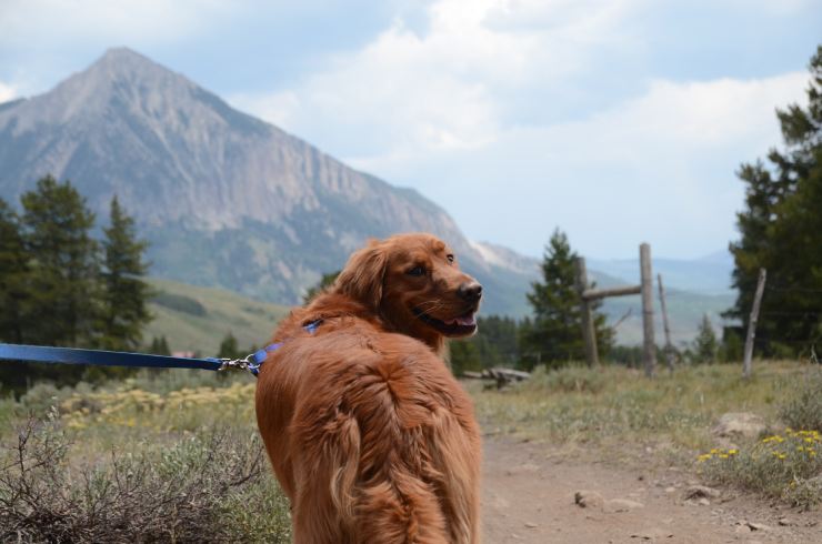 Cane impegnato in una passeggiata in montagna
