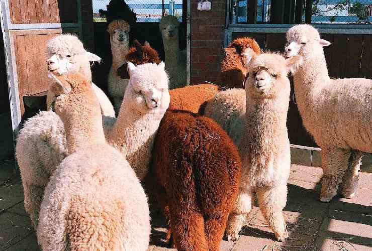 Degli alpaca