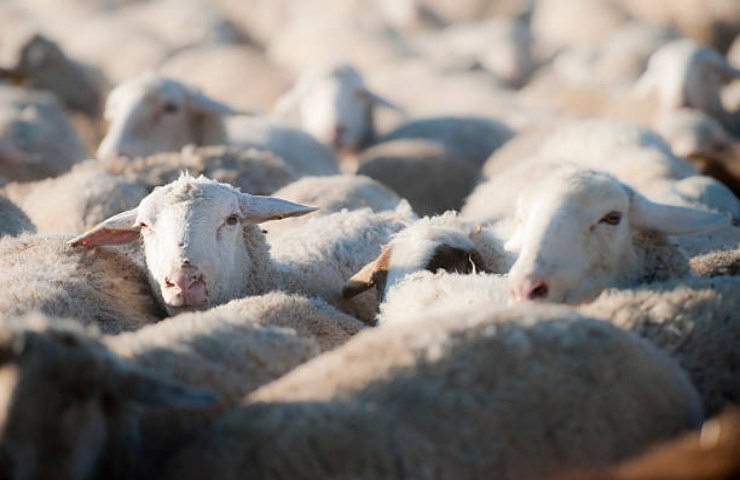 Primo piano di pecore durante la transumanza