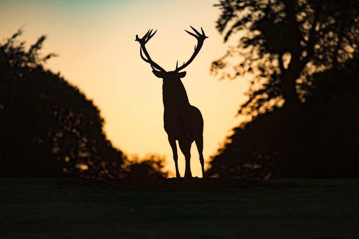 Autunno, la stagione del bramito del cervo