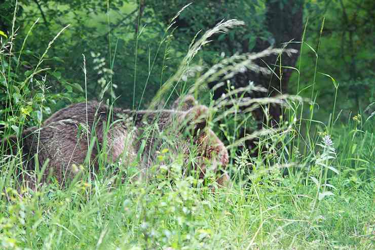 Esemplare di orso marsicano