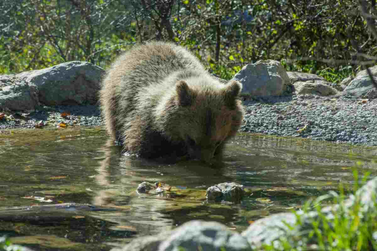 Esemplare di orso marsicano nel PNALM