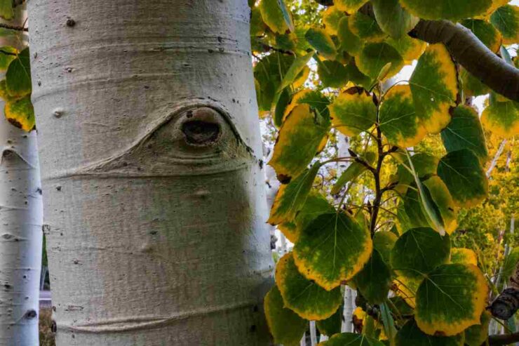 Particolare di Pando