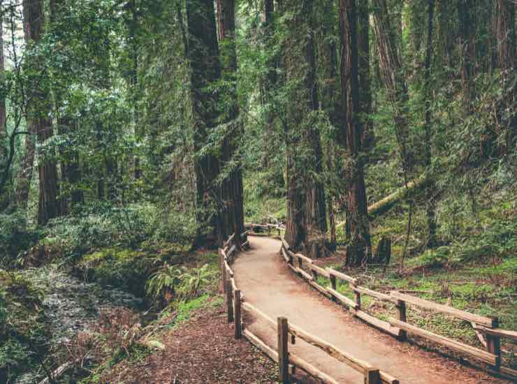 Sentiero tra gli alberi in un bosco