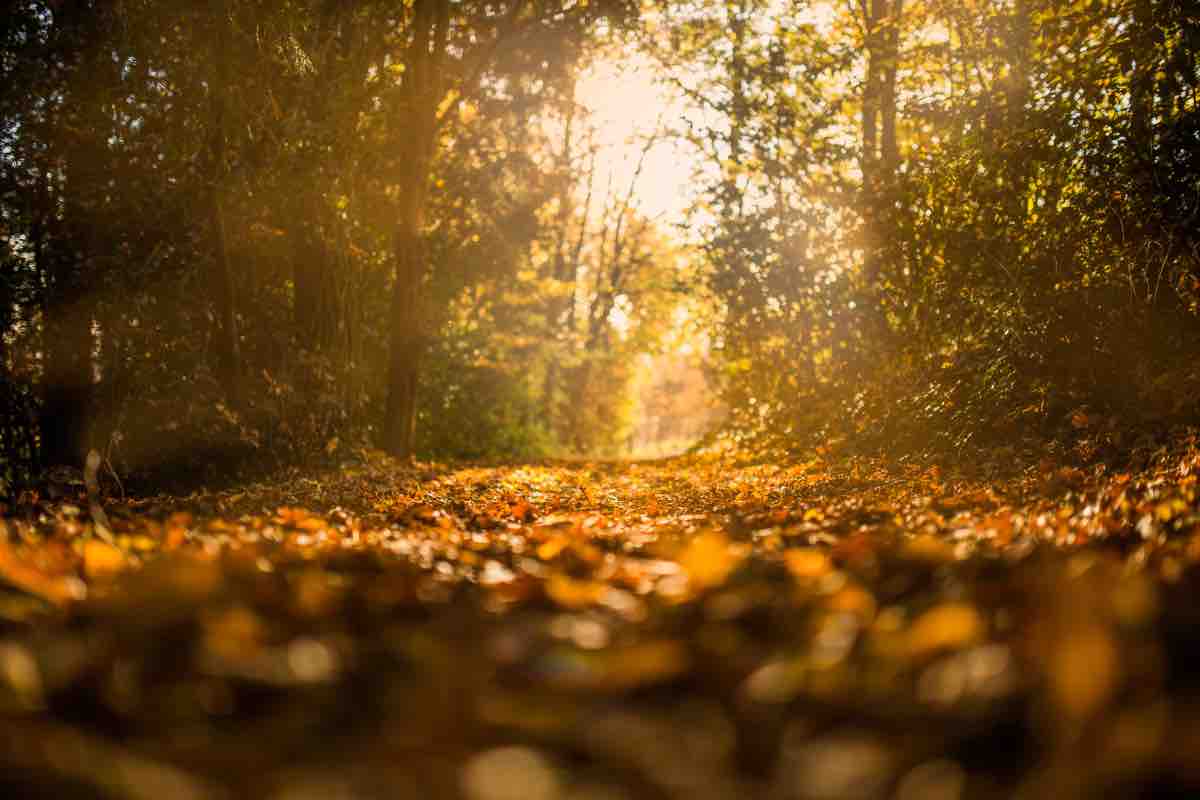 Particolare di un sentiero col sole