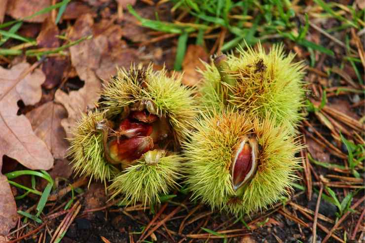 Ricci e castagne