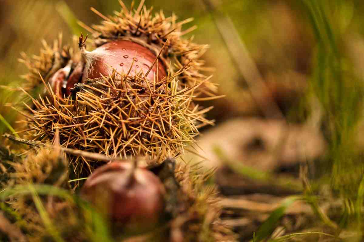 Ricci e castagne