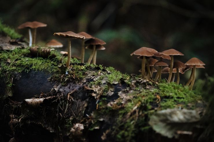 Funghi velenosi in un bosco