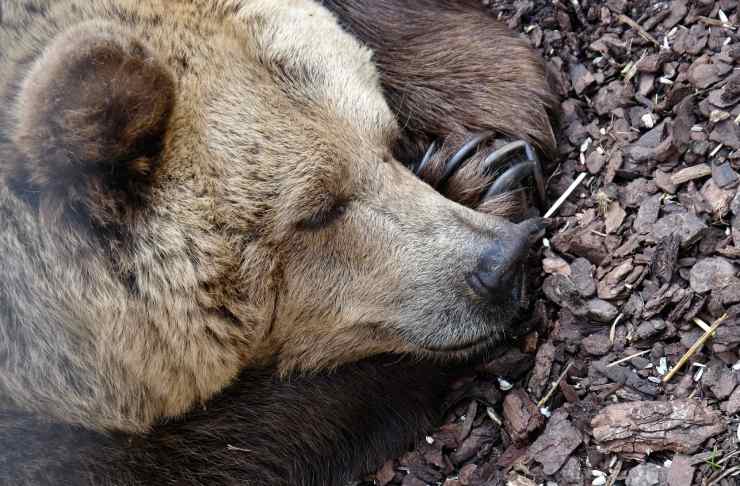 orso in letargo