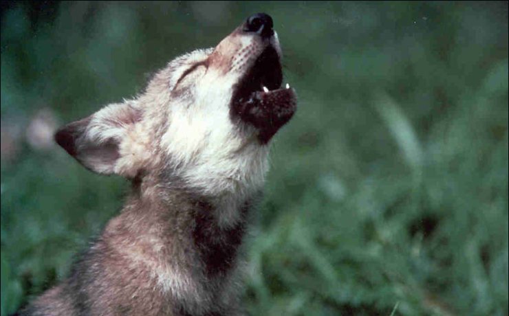 Cucciolo di lupo che ulula