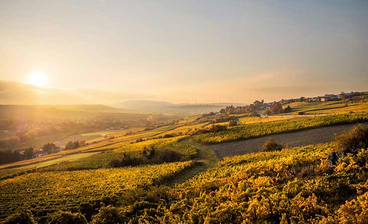 vino sentieri d'autunno