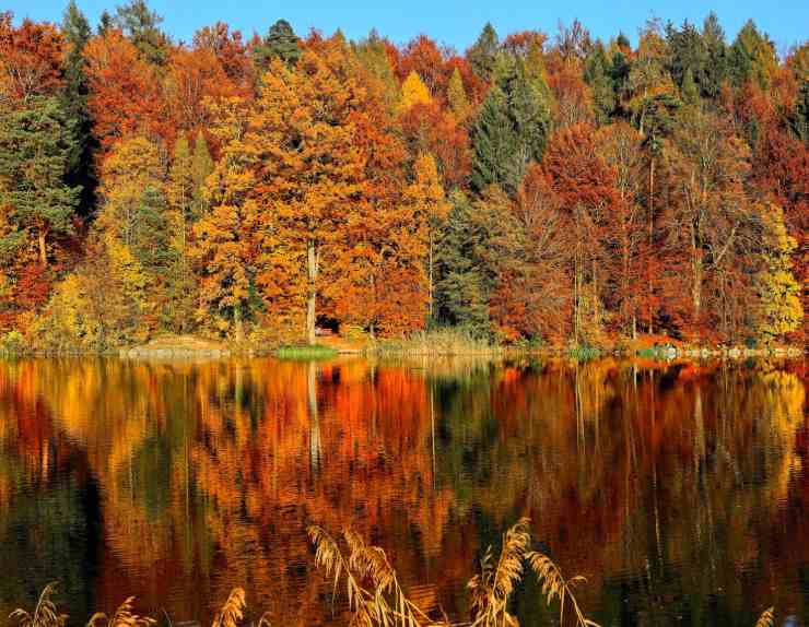 bosco di conifere in autunno