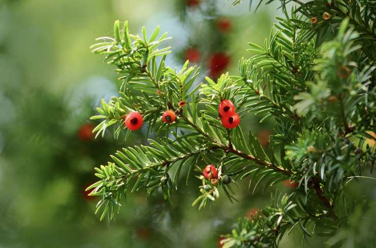 Taxus baccata con arilli