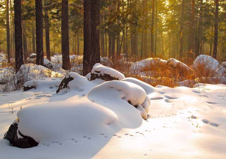 Impronte di mammiferi nella neve