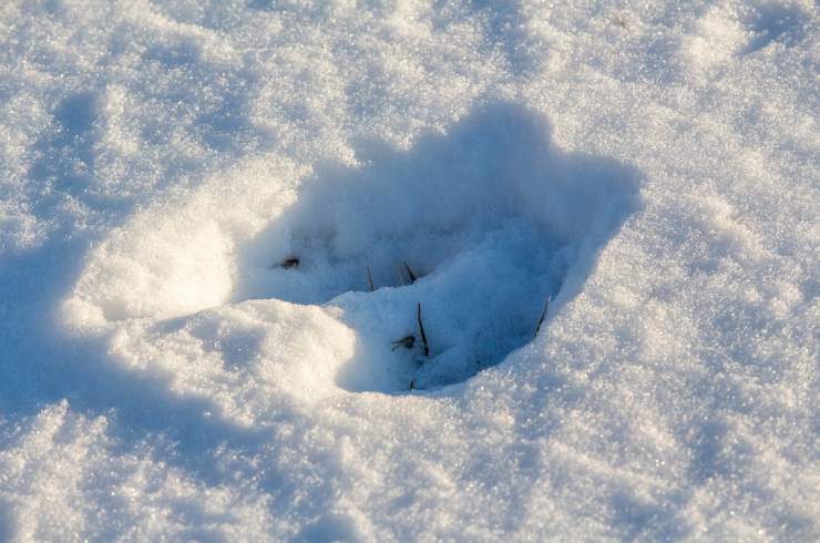 impronta di ungulato nella neve