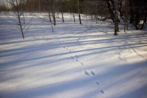 Impronte di lepre nella neve