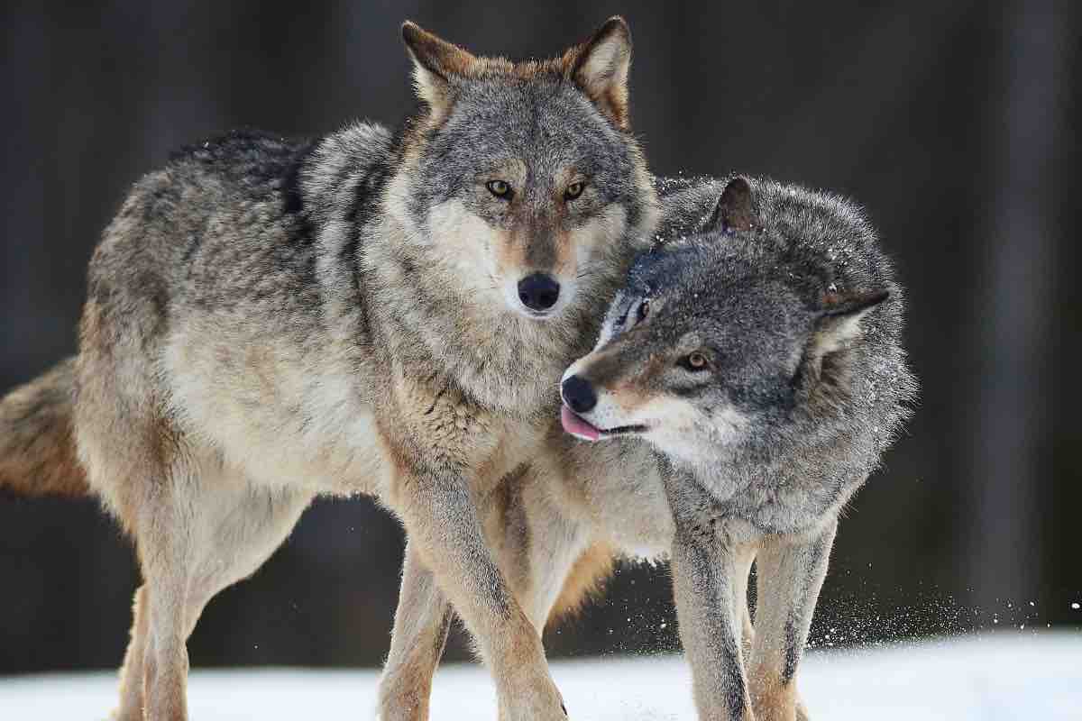 Una coppia di lupi in inverno